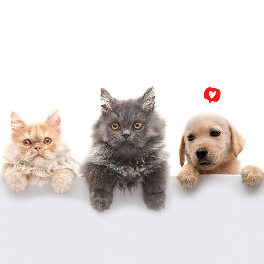 Puppy eating healthy pet food from premium pet supplies shop
